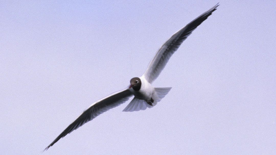 Black Headed Gull