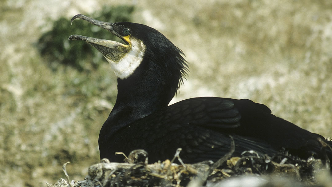 Cormorant