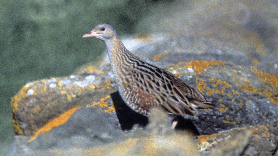 Corncrake