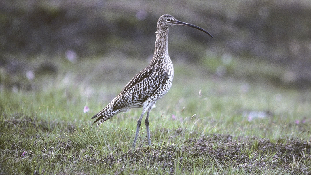 Curlew