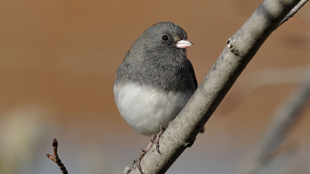 Dark-eyed Junco photo © Bill Thompson / US Fish & Wildlife Service