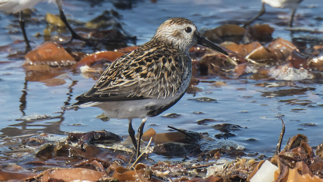 Dunlin