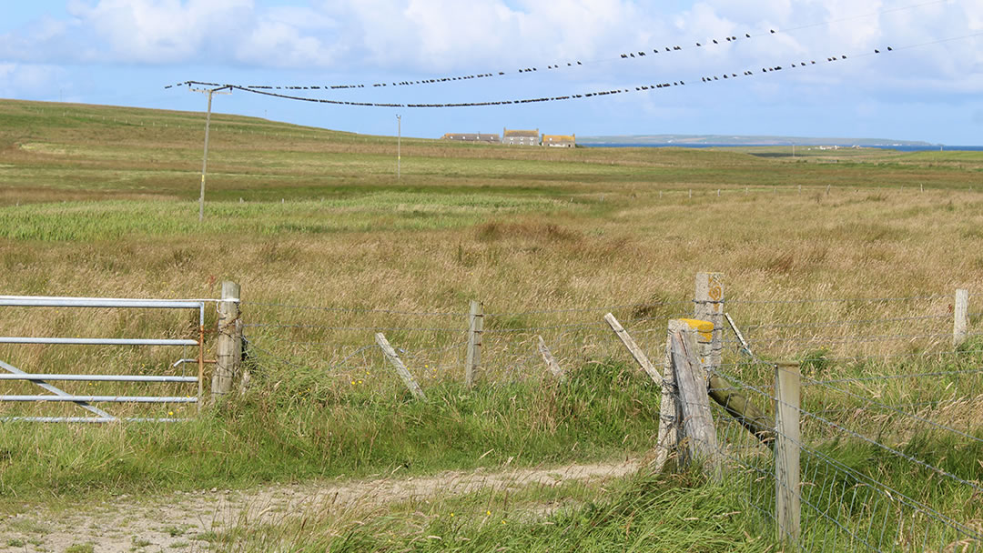 Egilsay farmland