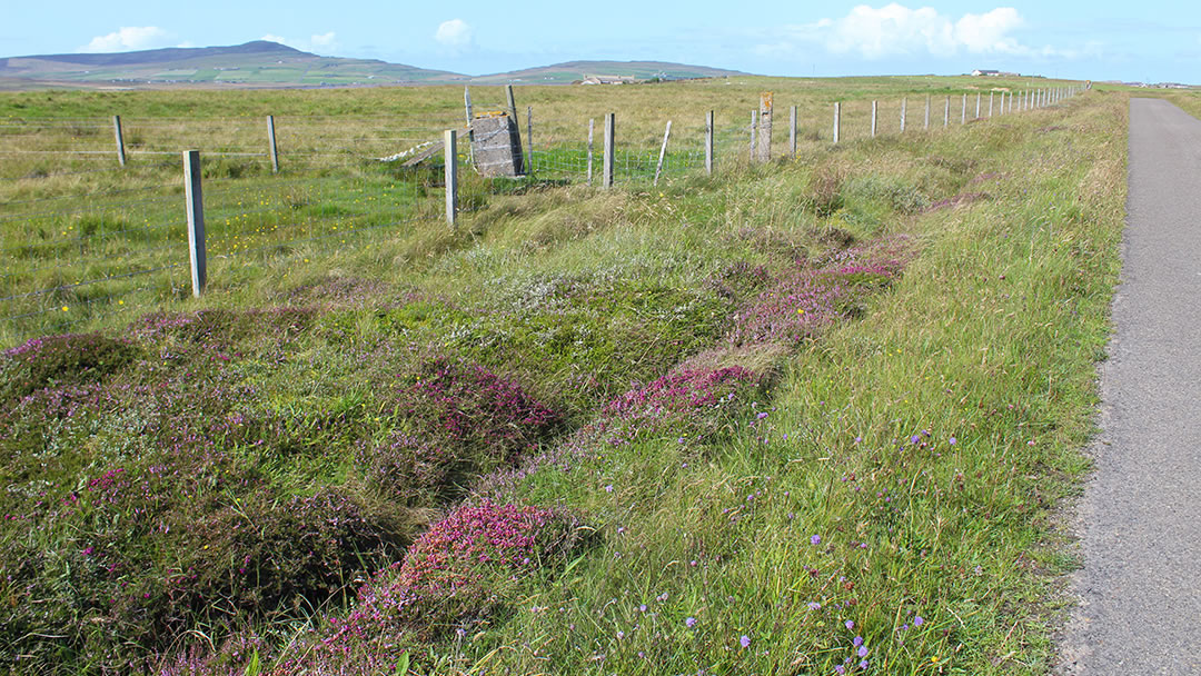 Egilsay wildflowers