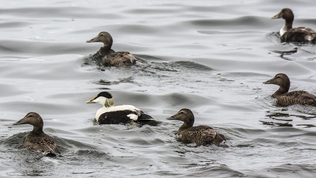 Eider duck