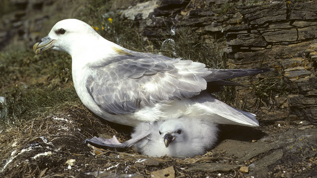 Fulmar