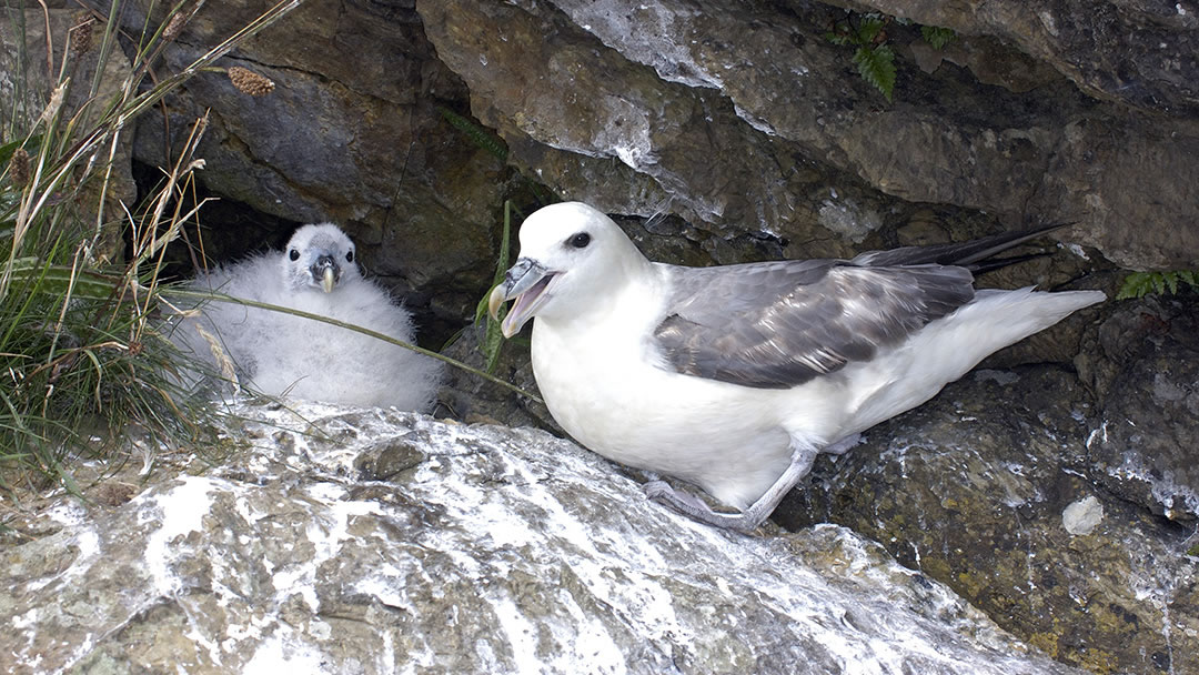 Fulmar