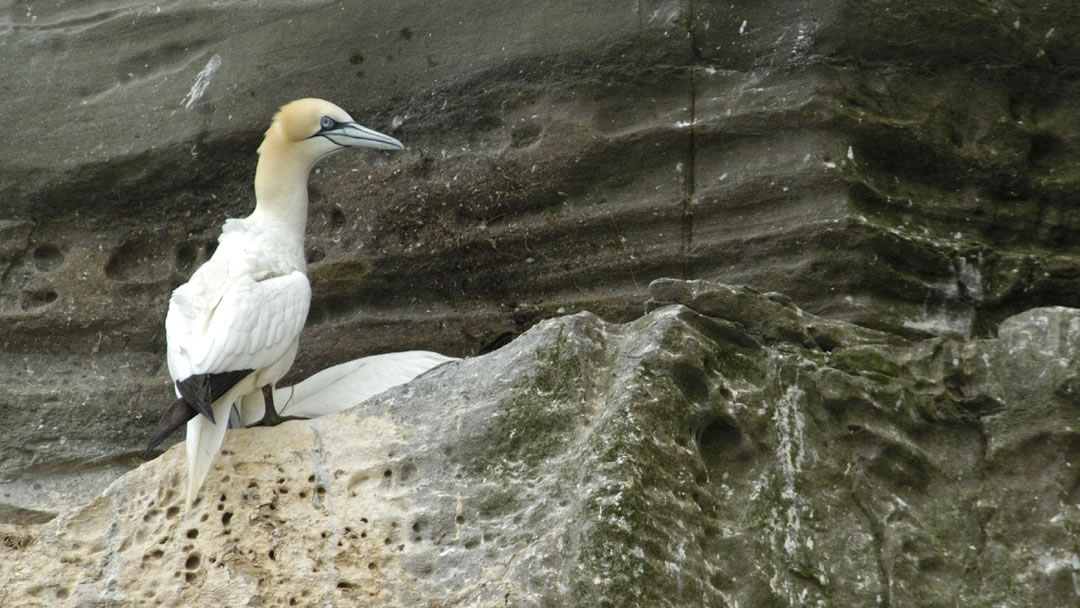 Gannet