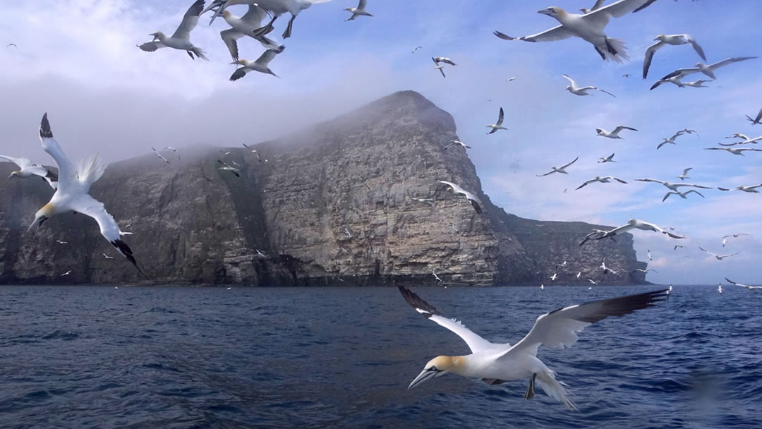 Gannets off the Noup of Noss