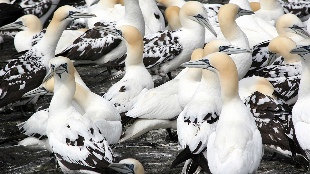 Gannets on Noss in Shetland