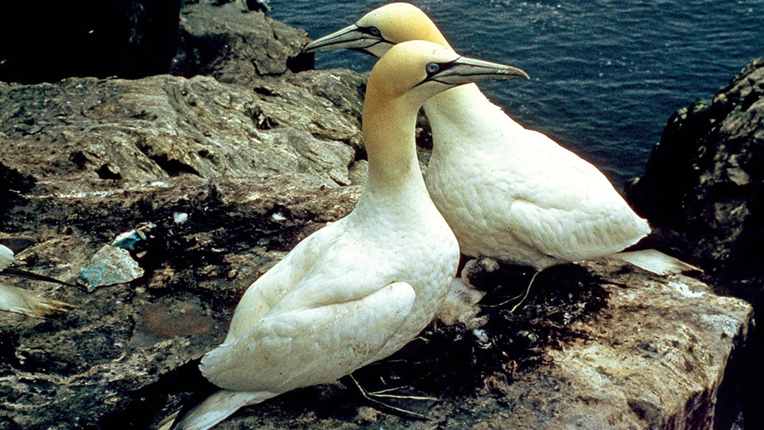 Gannets