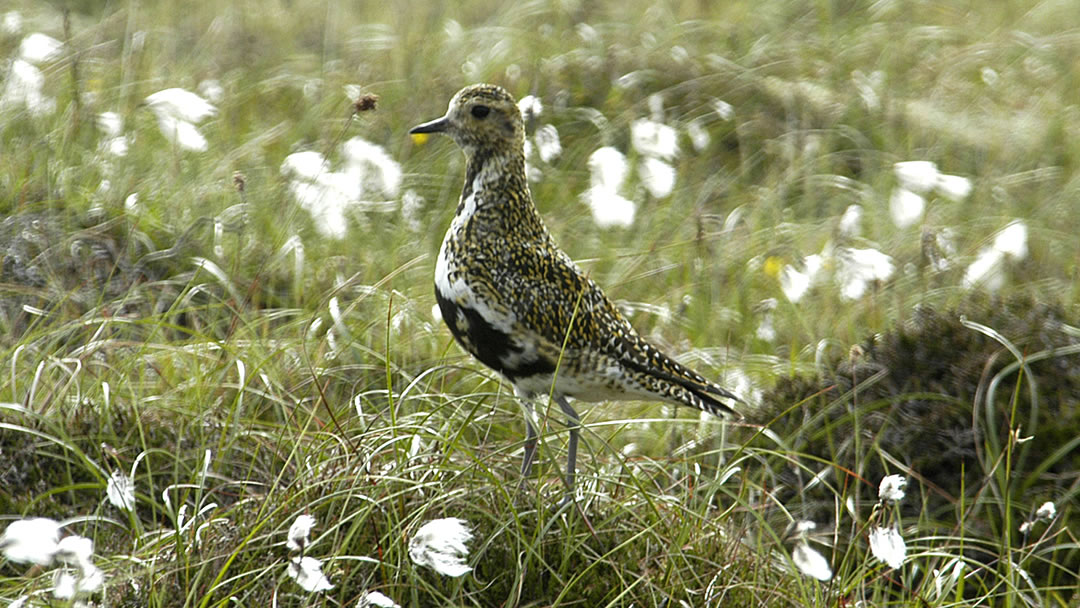 Golden Plover