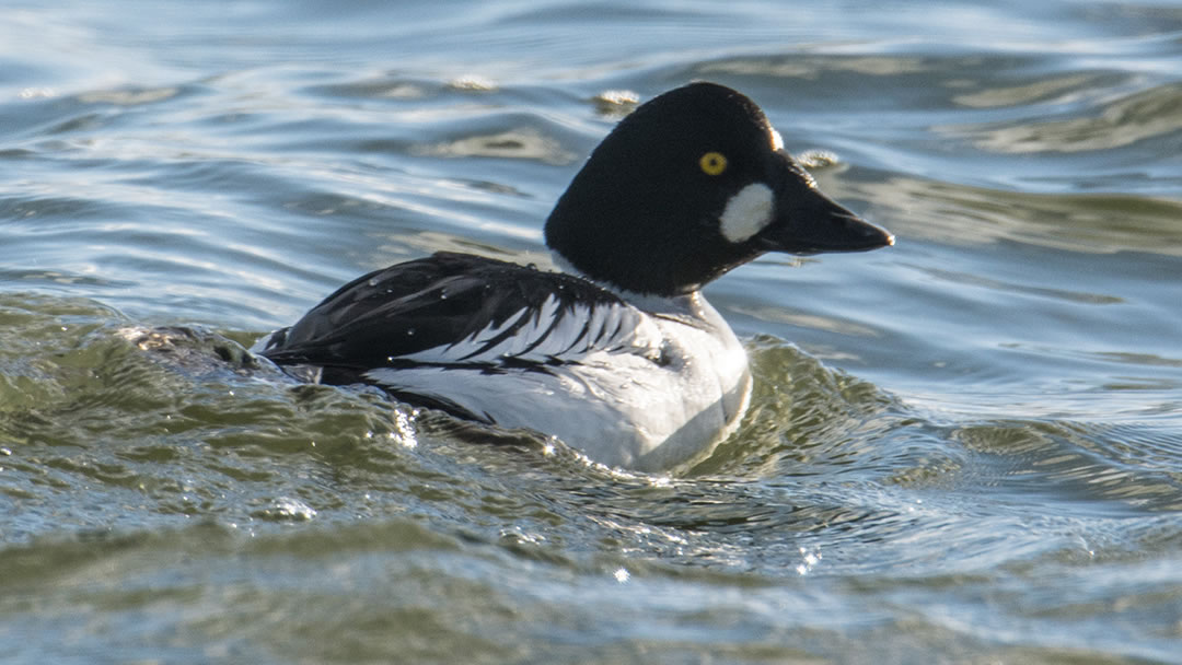 Goldeneye