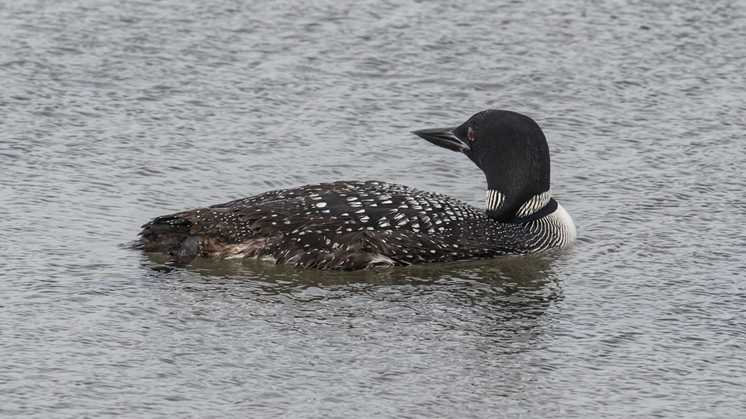 Great Northern Diver