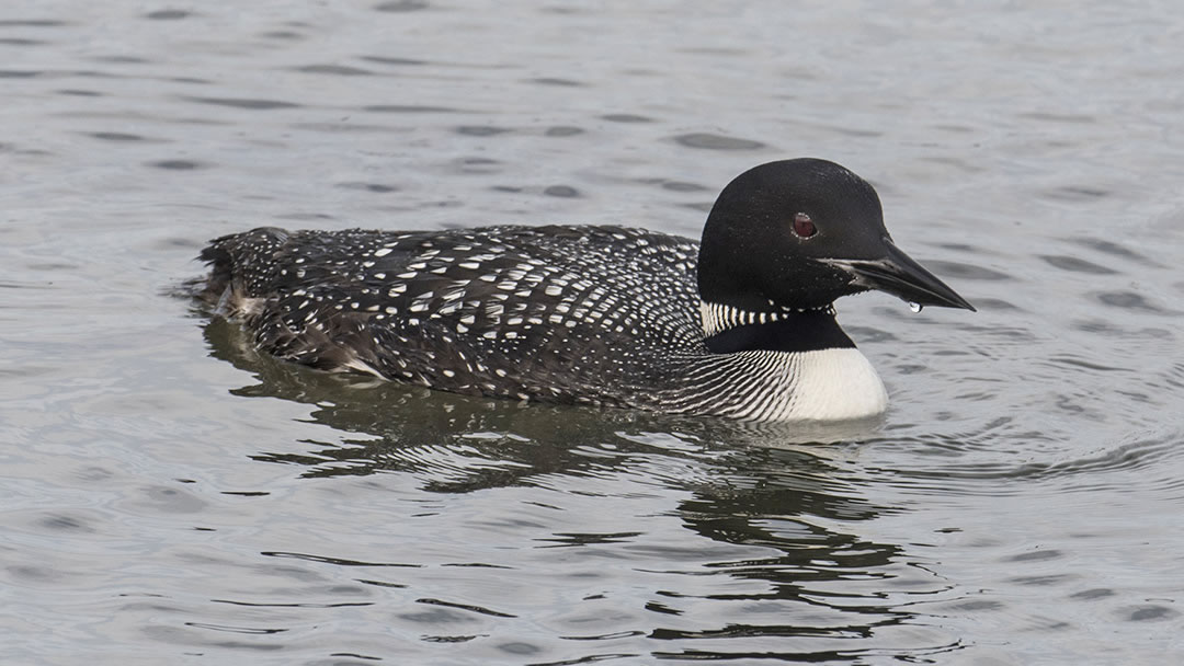 Great Northern Diver