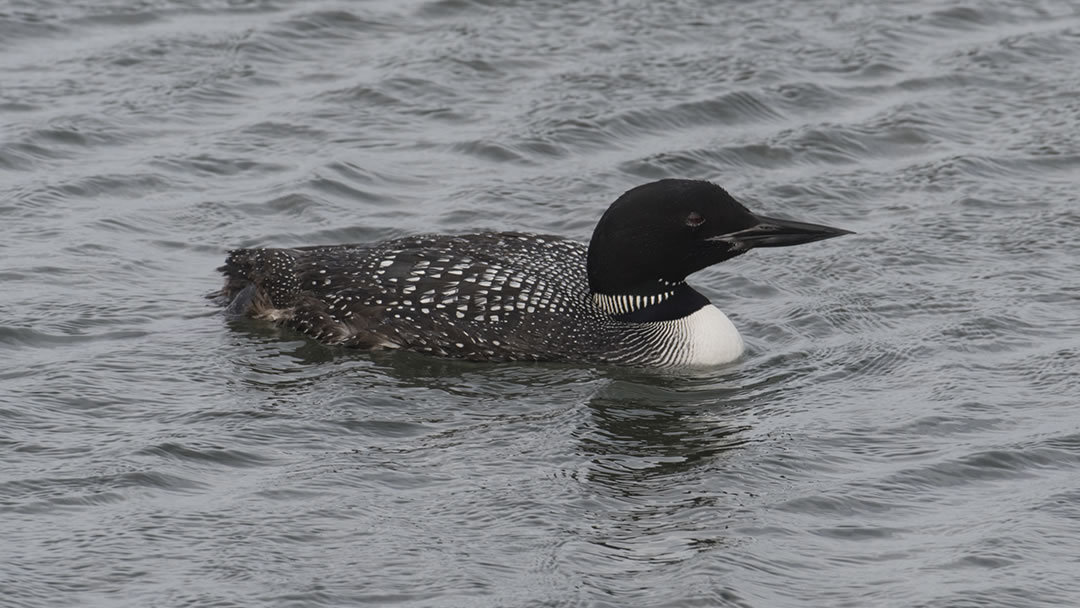 Great Northern Diver