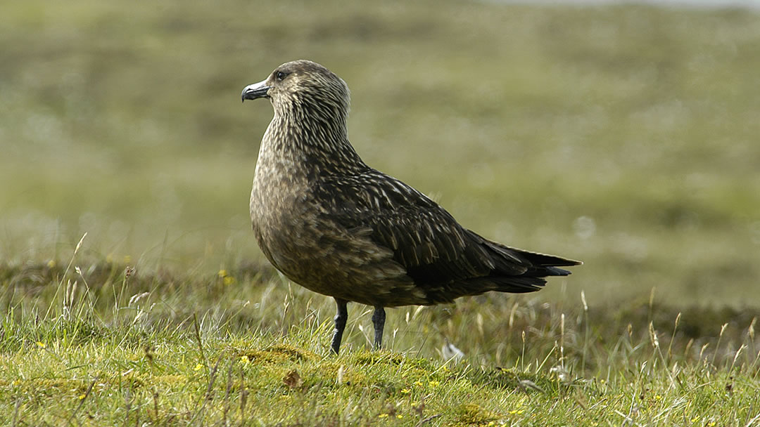 Great Skua