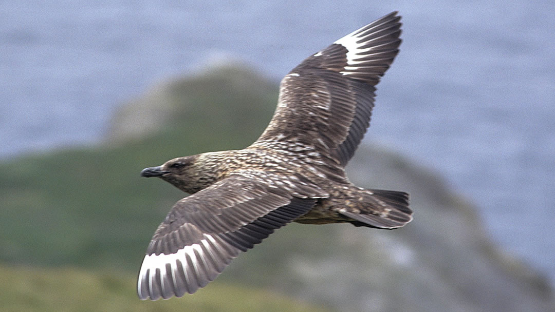 Great Skua