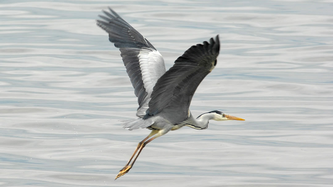 Grey Heron