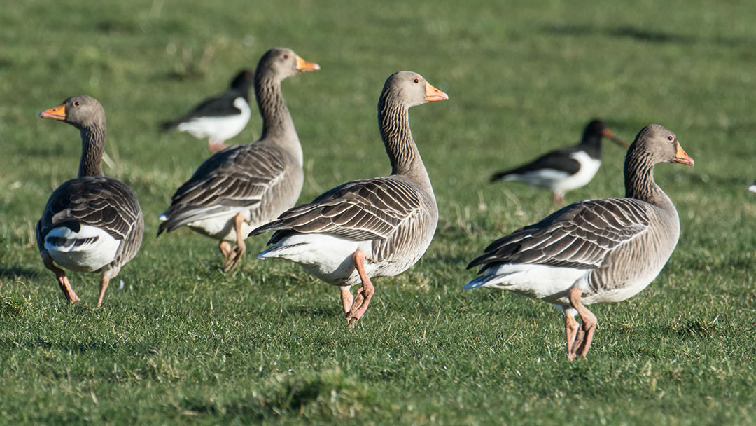 Greylag Goose