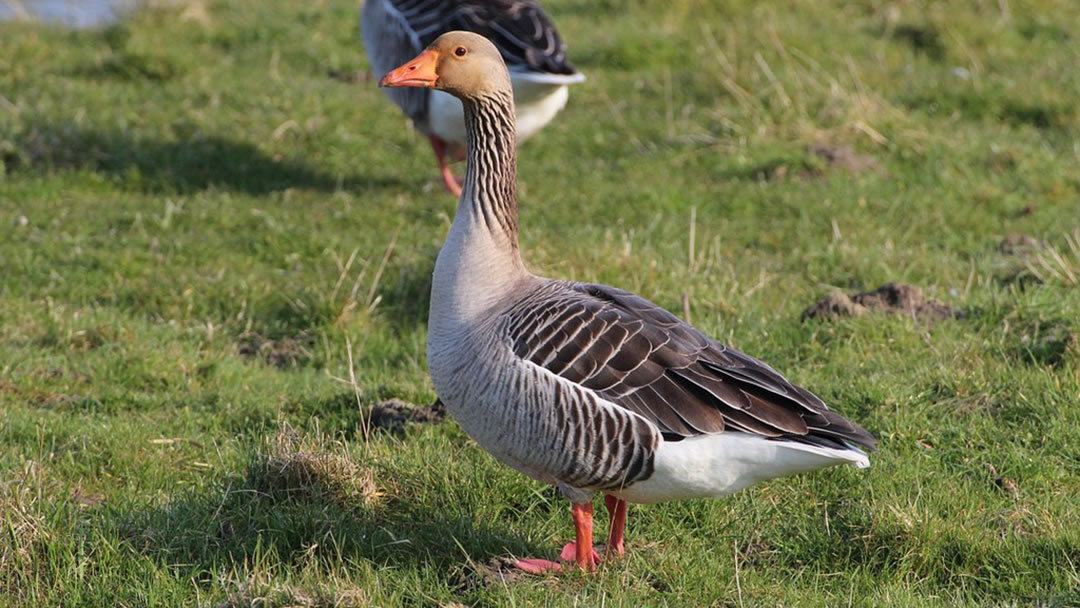 Greylag goose