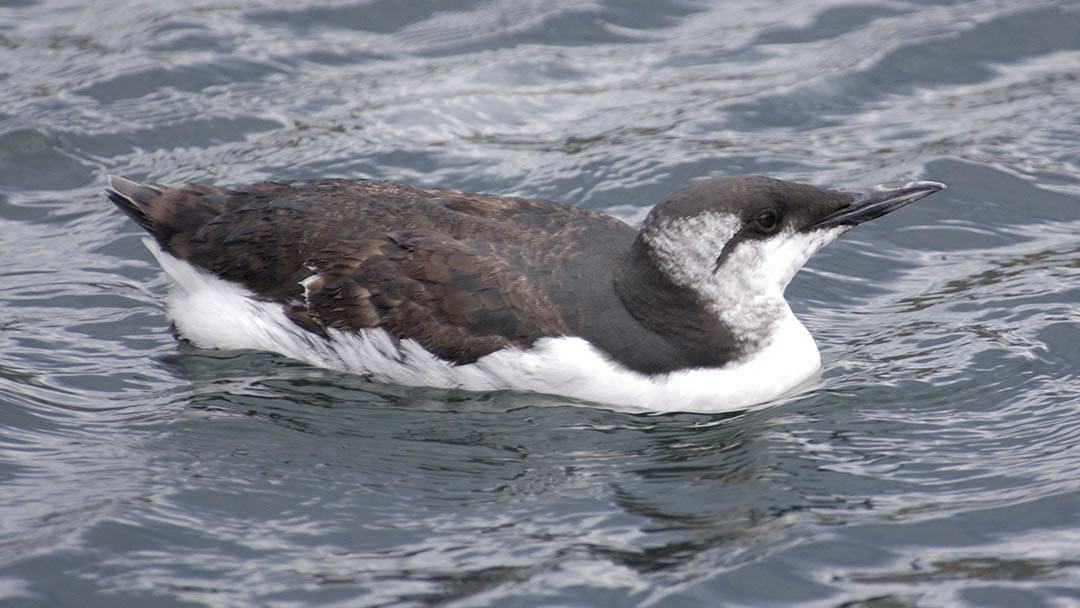 Guillemot