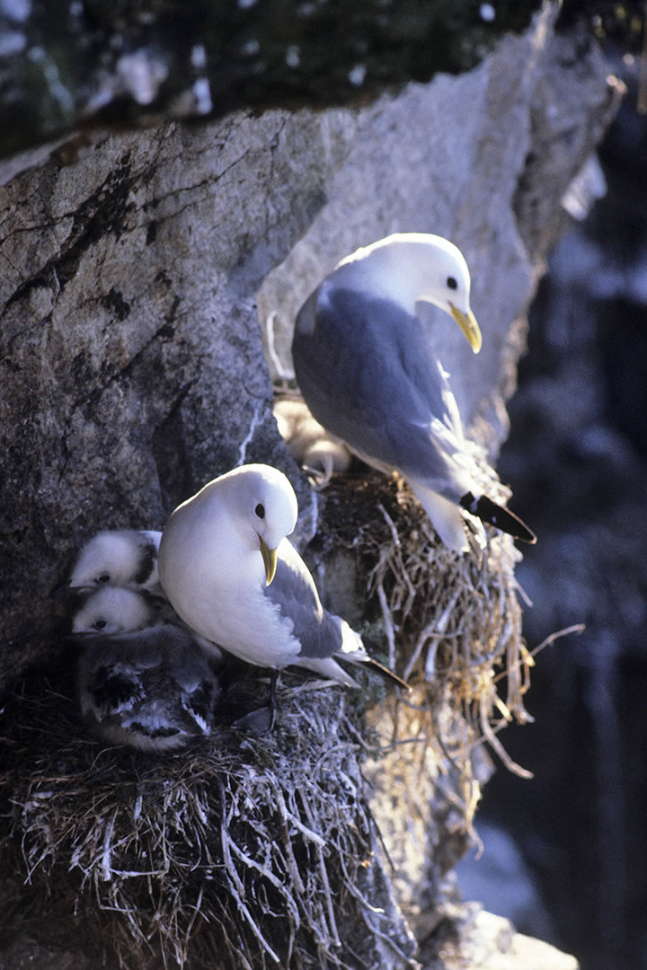 Kittiwake