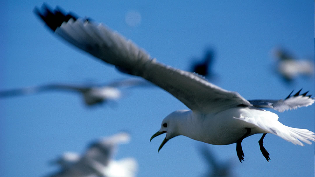 Kittiwake