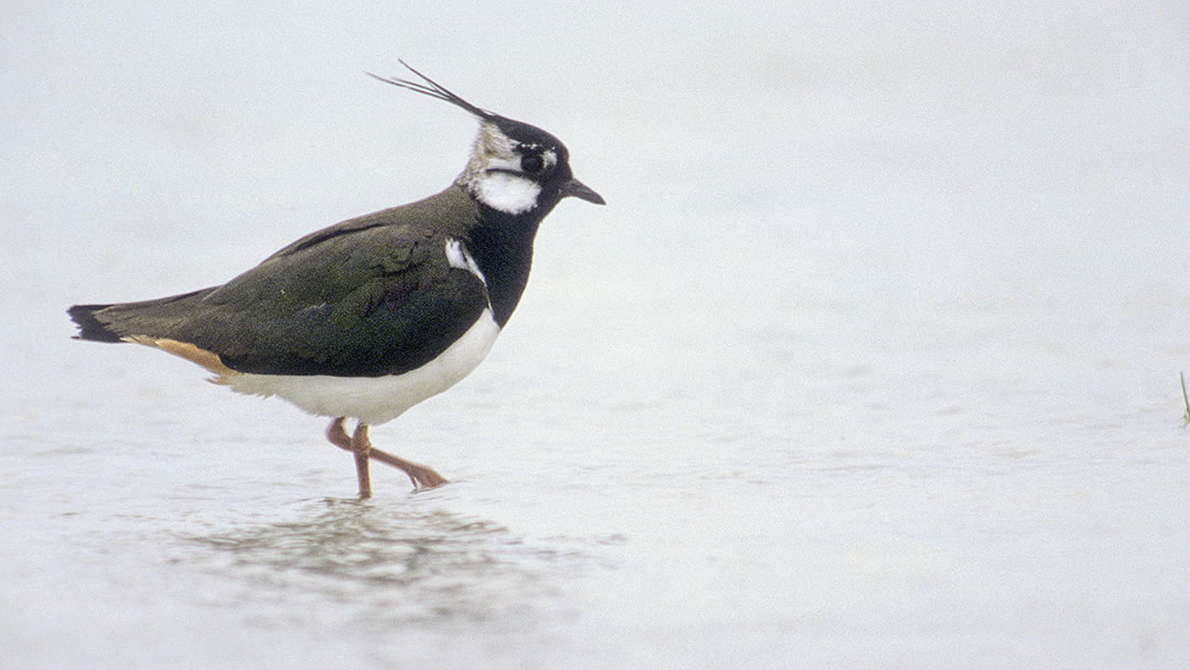 Lapwing