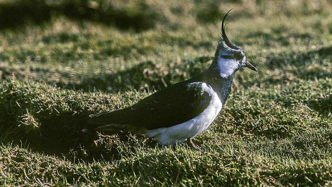 Lapwing