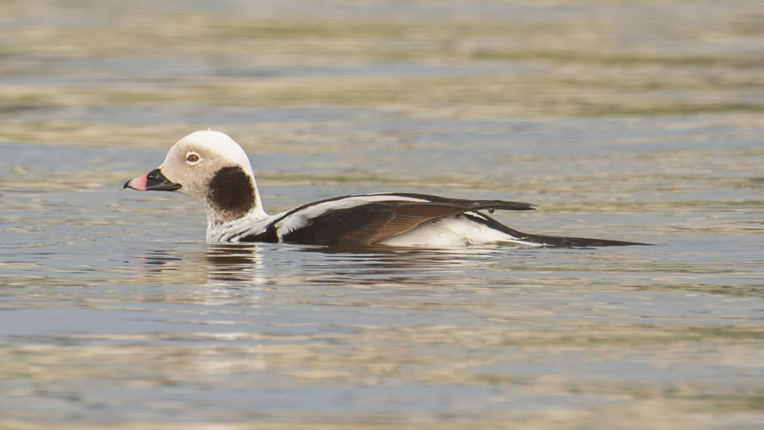 Long Tailed Duck