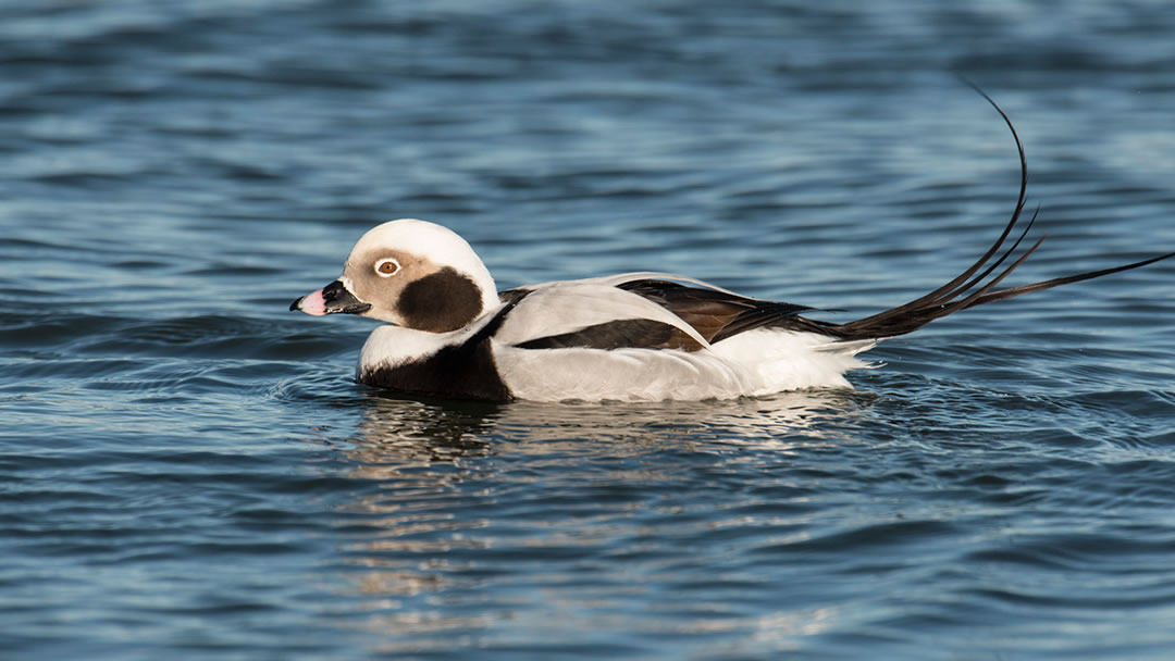 Long-tailed duck