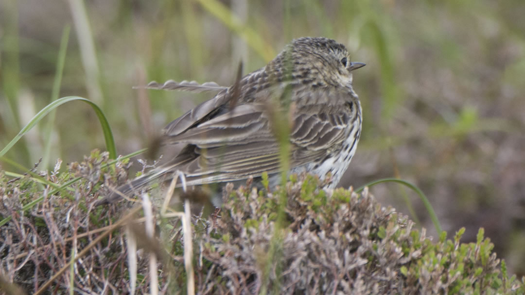 Meadow Pipit