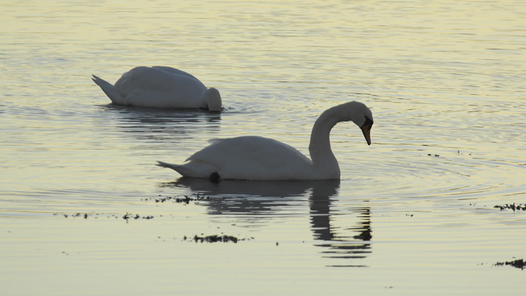 Mute Swan