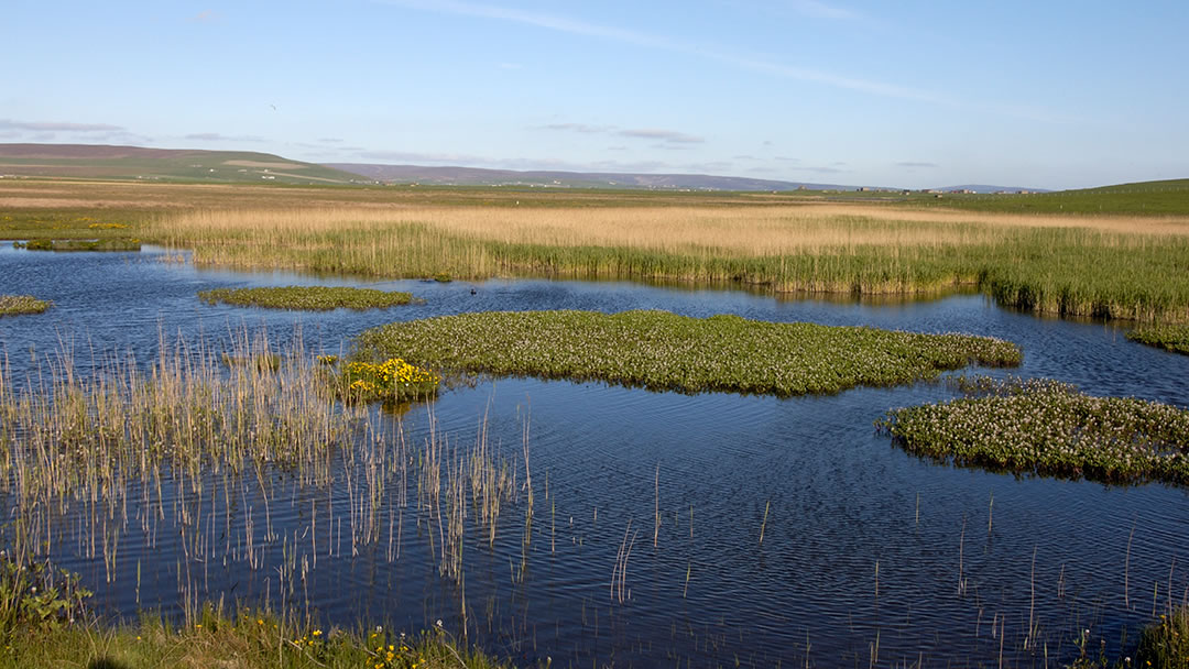 Orkney wetlands - The Loons in Birsay