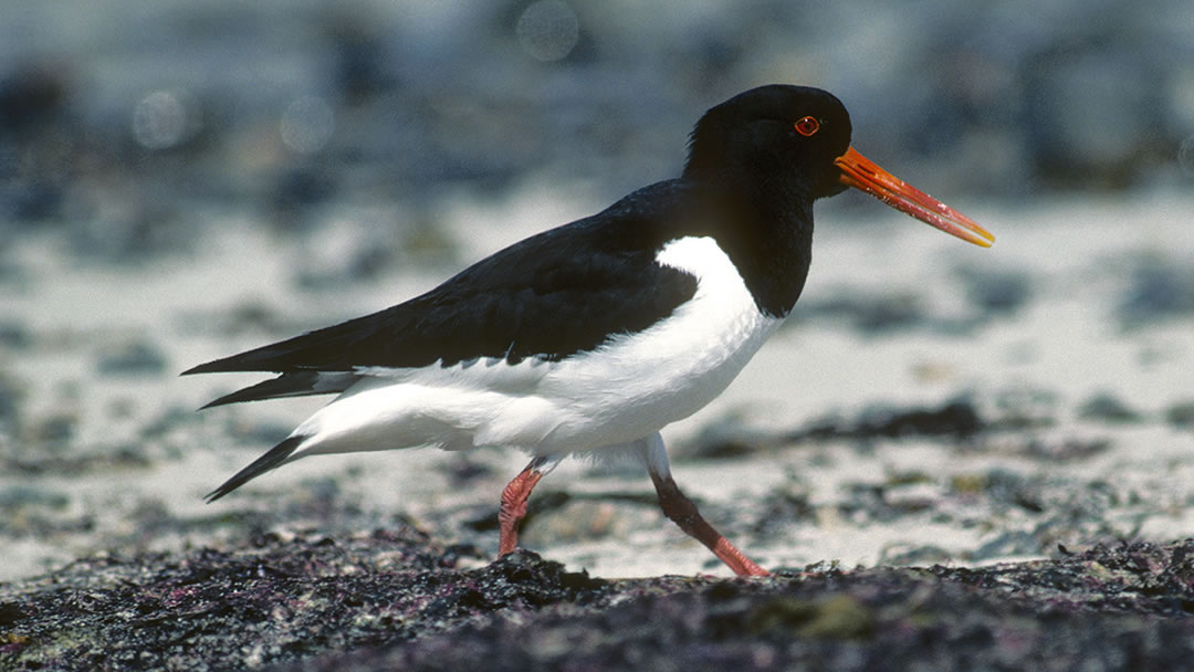 Oystercatcher