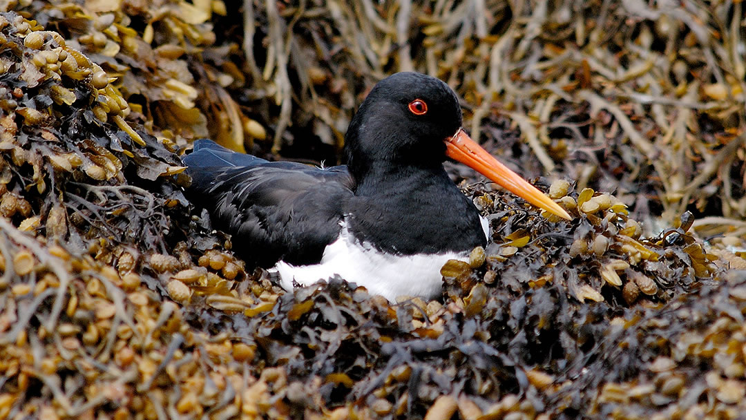 Oystercatcher