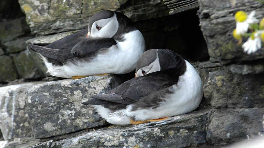 Puffins at the Castle of Burrian, Westray