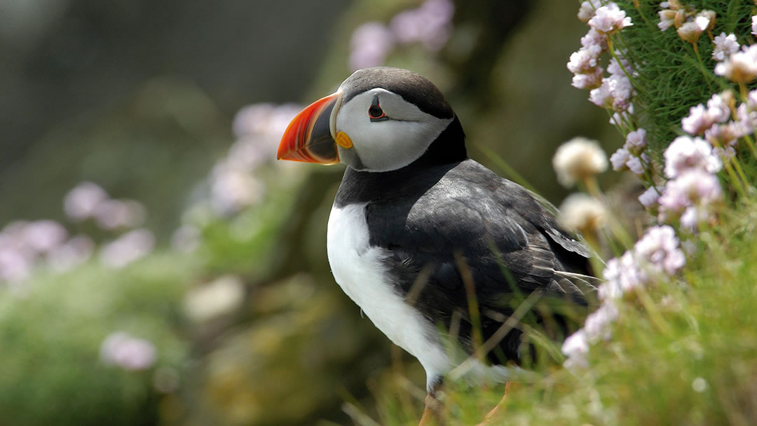 Puffin