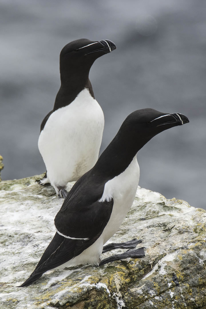 Razorbill