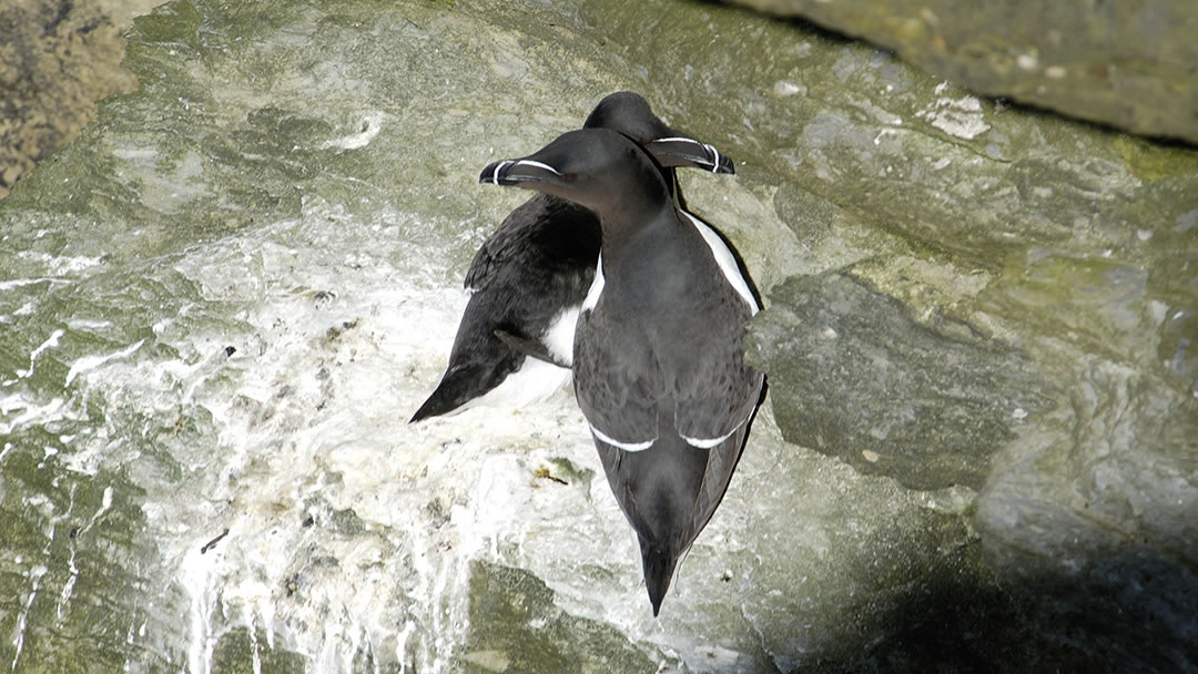 Razorbill