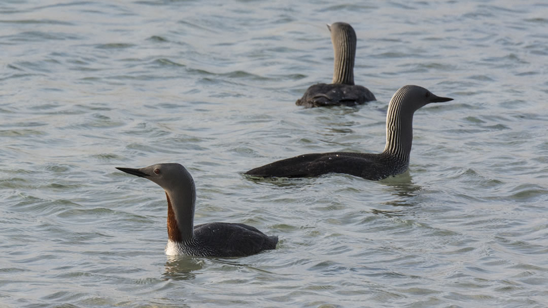 Red Throated Diver