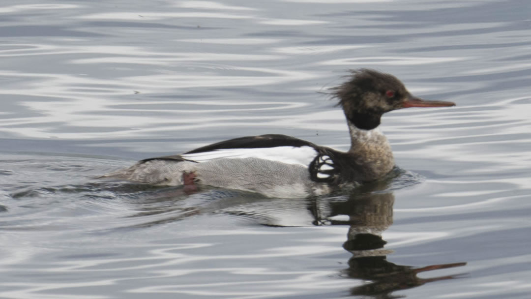 Red-breasted Merganser