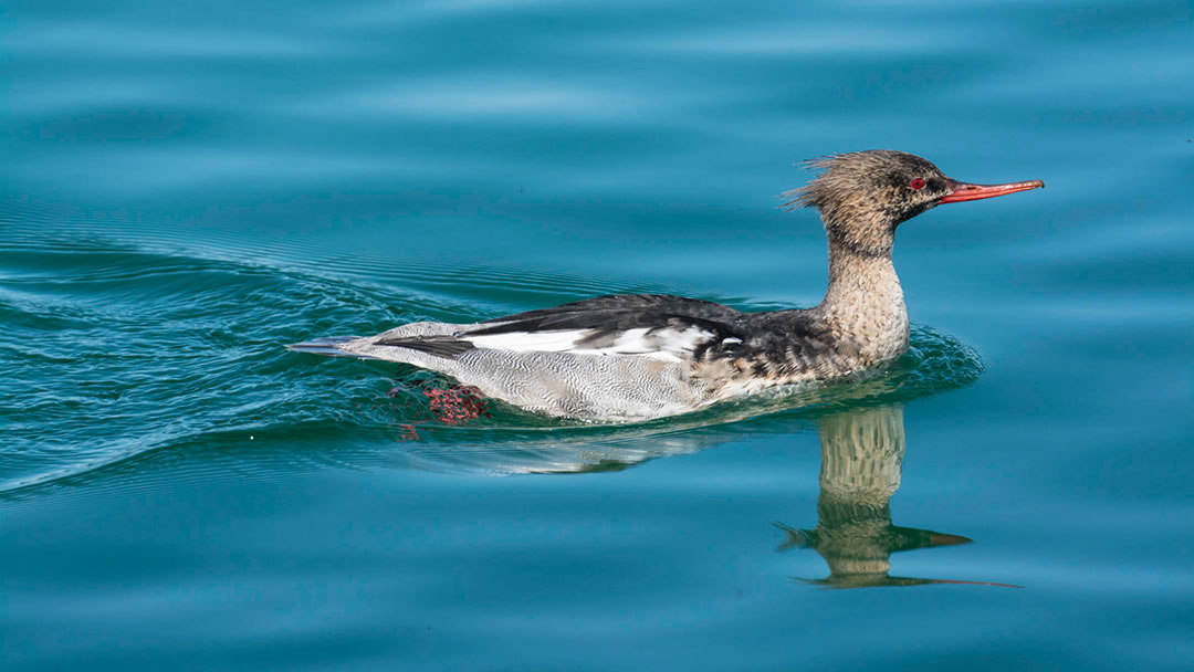 Red breasted merganser