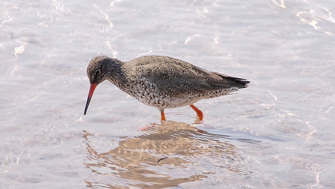 Redshank