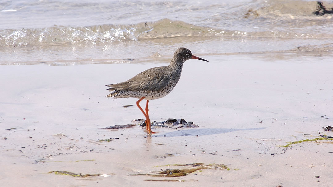 Redshank