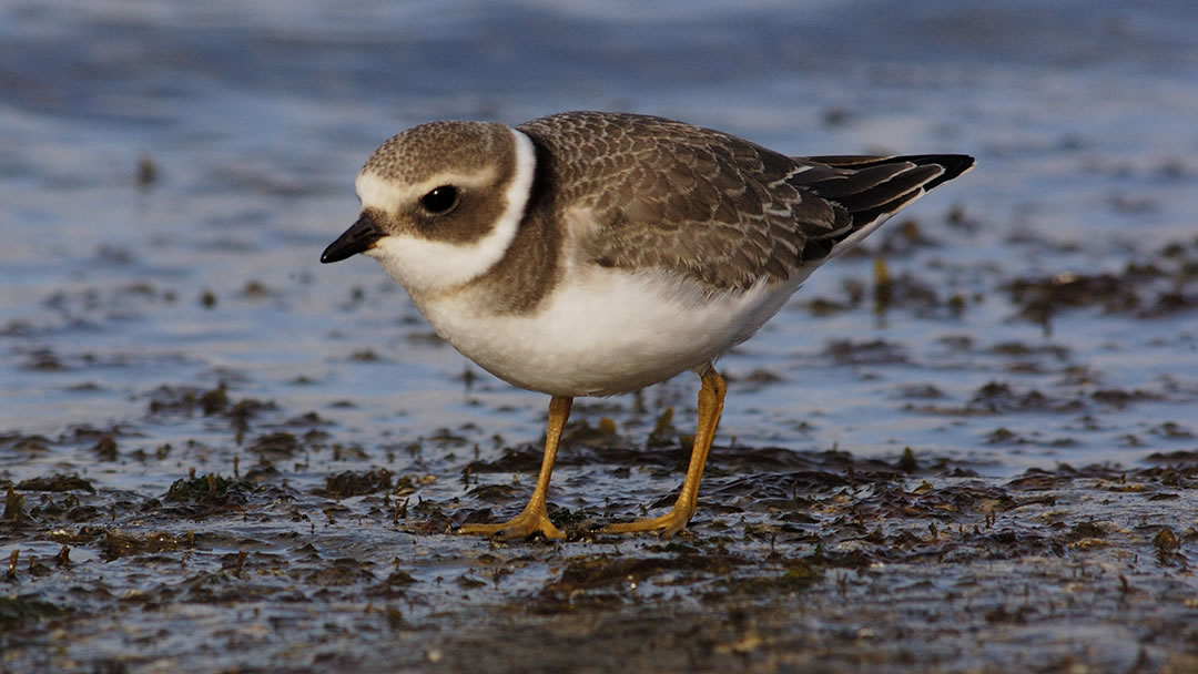 Ringed Plover