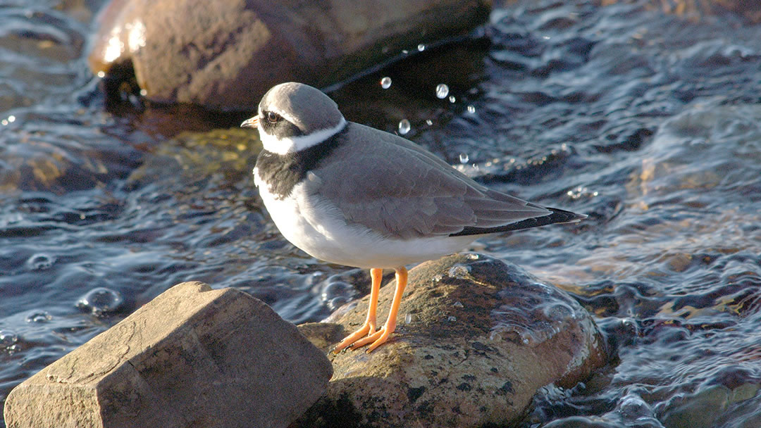 Ringed Plover