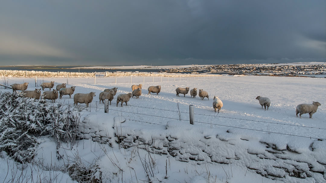 Sheep in the snow outside Kirkwall in Orkney