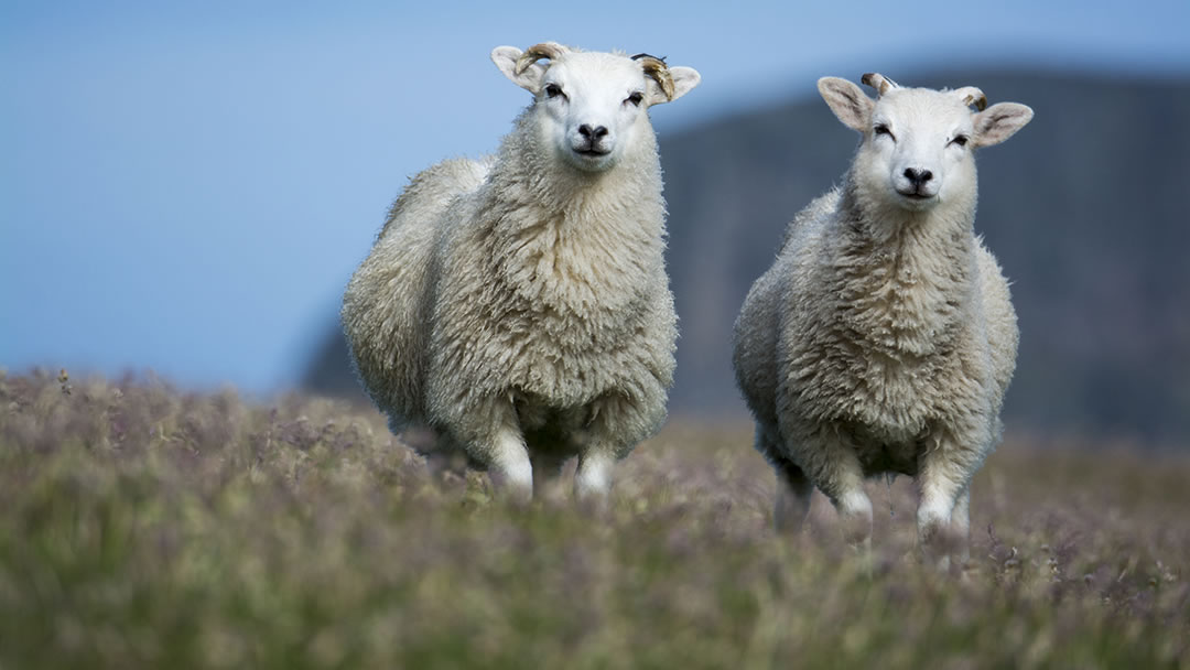 Sheep on Fair Isle